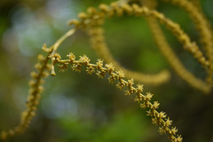 Calamus pseudotenuis